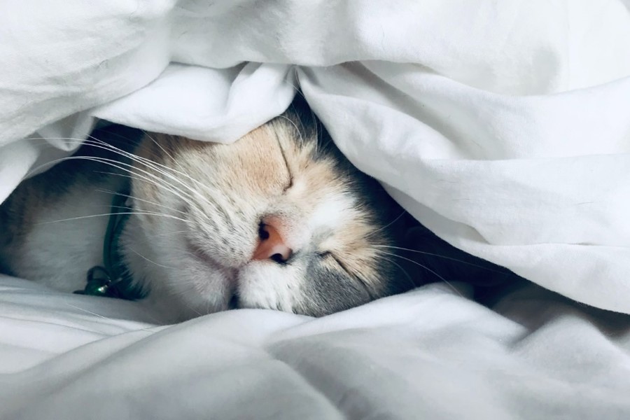 White cat sleeping under comforter blanket