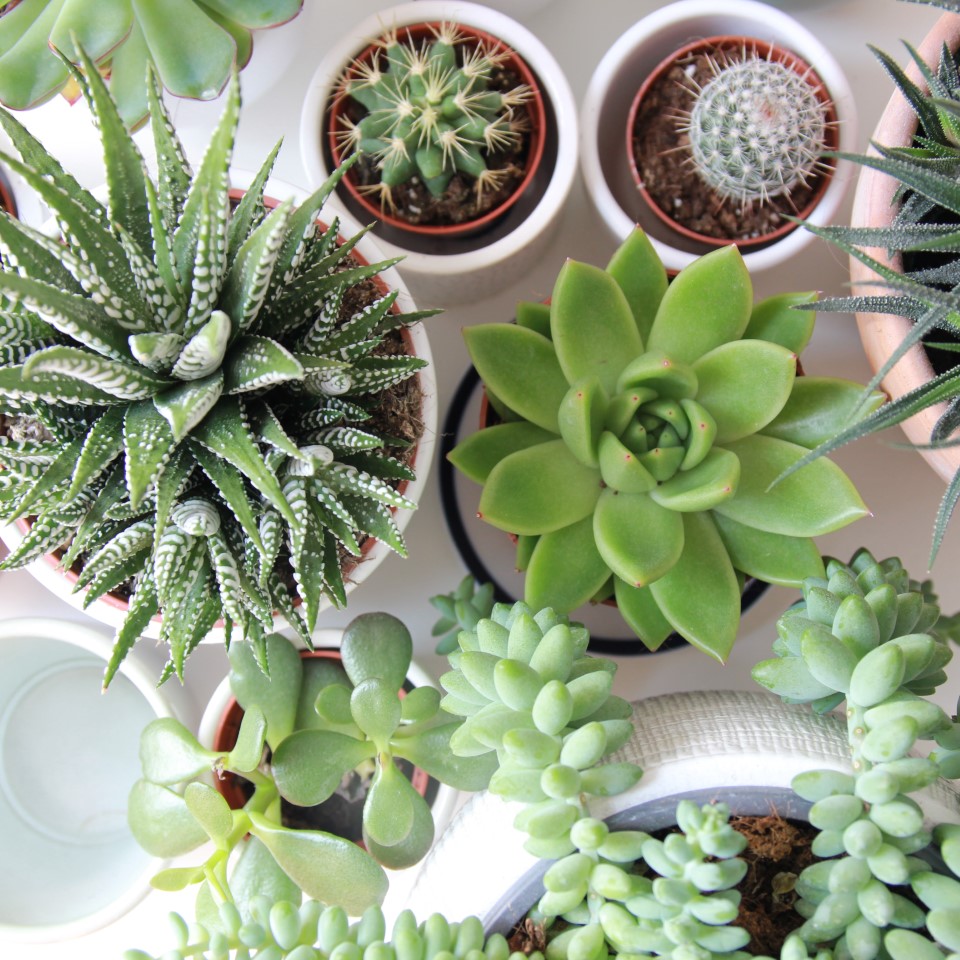 Aireal view of succulents in pots on a table